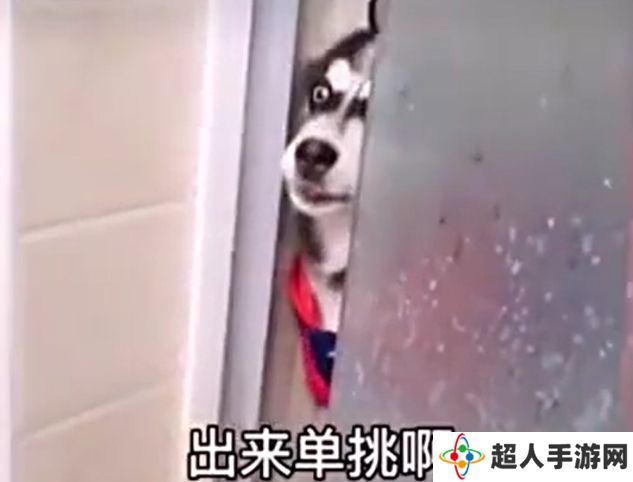 《抖音》二哈出来单挑啊是什么梗