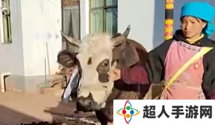 《抖音》小英家的牛是什么梗