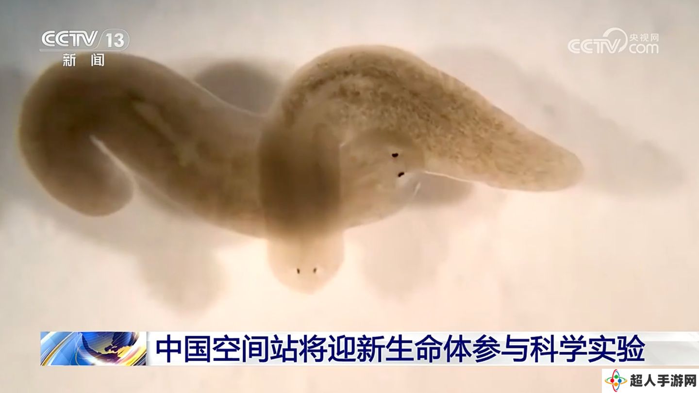 中国空间站将迎来新生命体“涡虫”，有关研究对人类延缓衰老具有重要意义