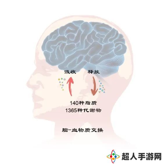 我国团队首次系统鉴定人脑-血液交换代谢物集合