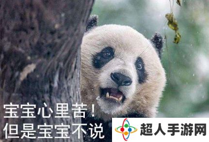 网络用语宝宝心里苦但宝宝不说是什么梗