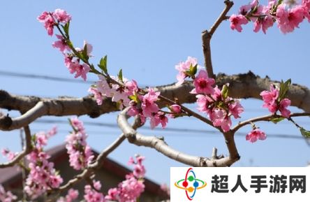 网络用语桃花癫是什么梗